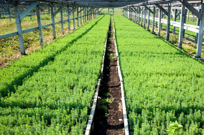 Pepiniera produce puieți pe hectare întregi, pentru a înlocui pădurea care se taie.