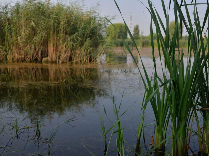 Văcărești Natural Park. Photo by Lucian Muntean