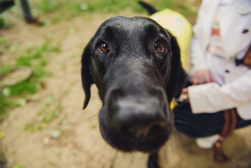 Bryony, câine-ghid și perechea de ochi a Ancăi Ilie, nevăzătoare. Foto: Ioana Epure
