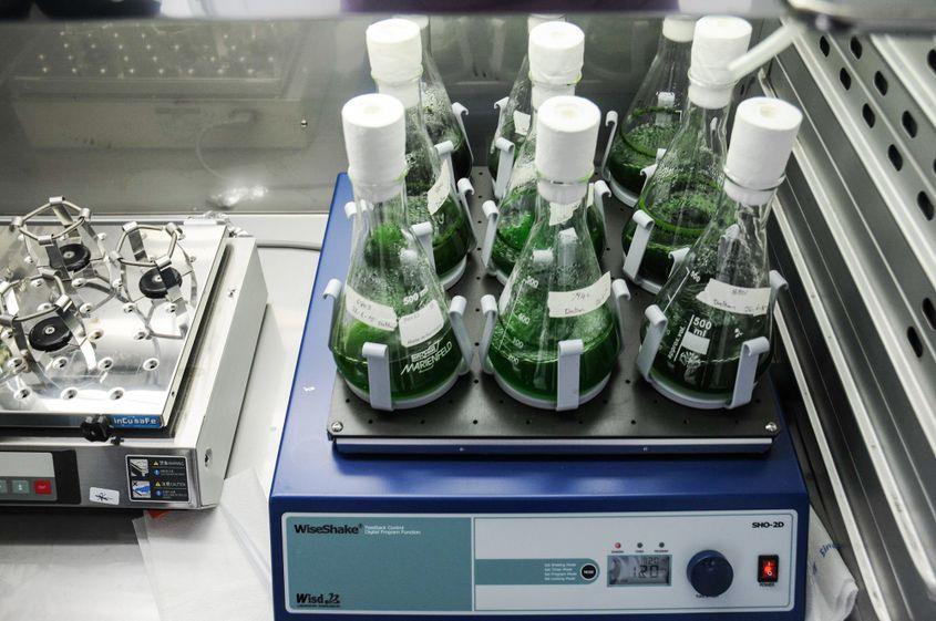După ani de experiență în dezvoltarea produselor cosmetice pe bază de plante, Elena Oancea s-a întors la universitate, la 50 de ani, pentru a găsi în laborator răspunsuri la întrebările pe care i le ridicase propria meserie. FOTO: Arhivă PressOne