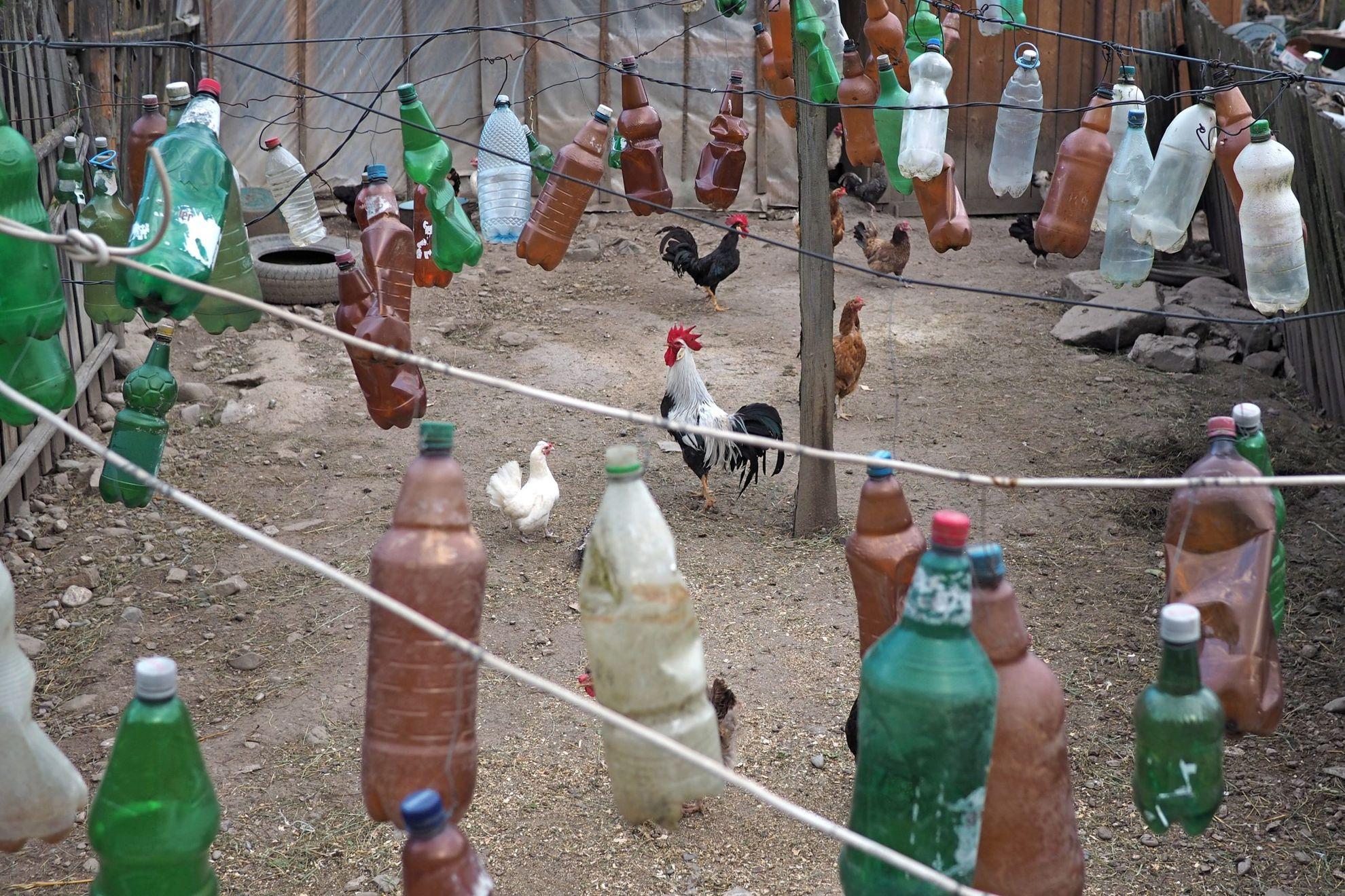 Un sătean amator de bere a creat din peturi un isteț sistem defensiv de luptă împotriva uliilor.