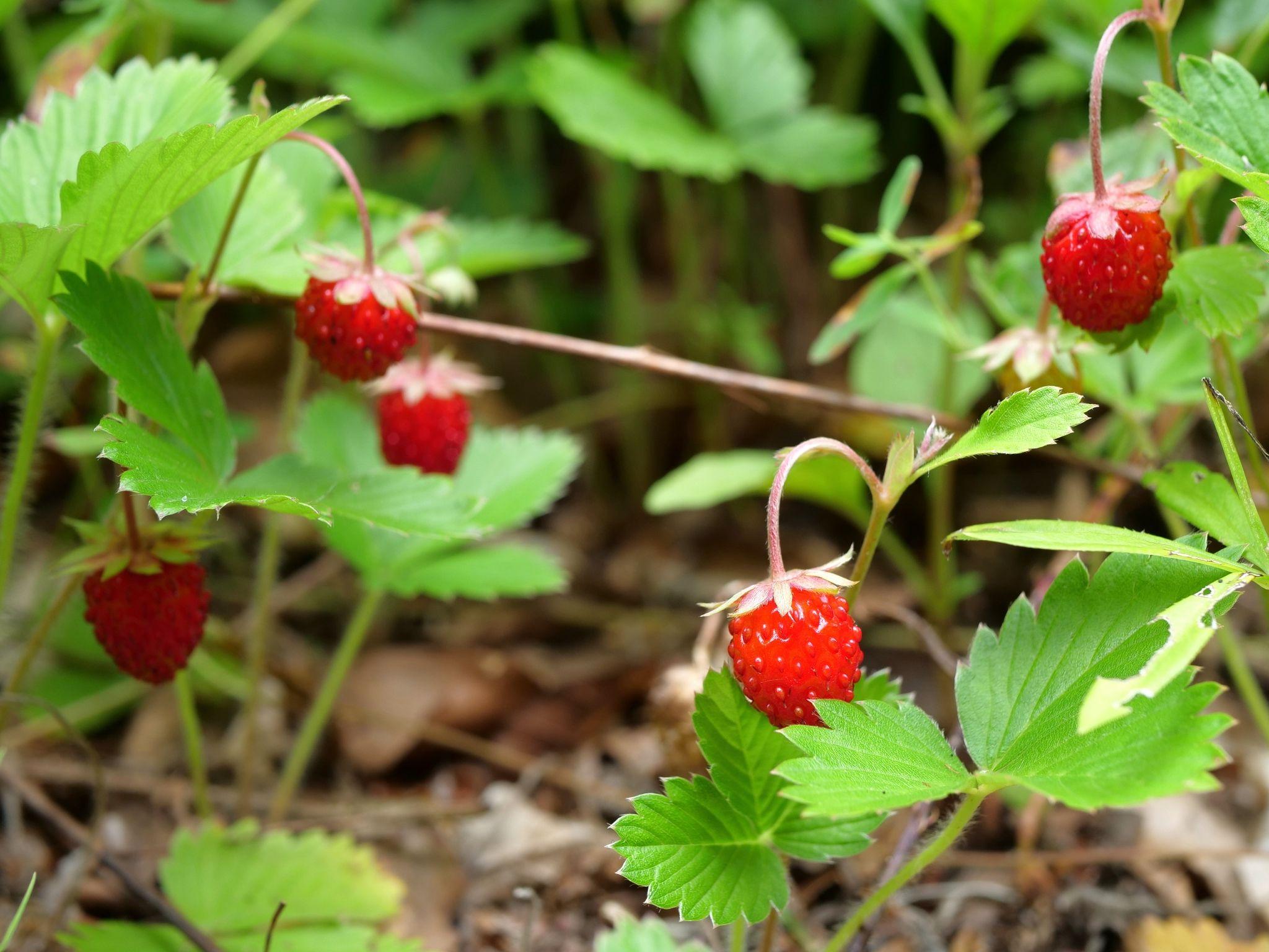 Am șezut și am ciugulit cu smerenie, în tăcerea pădurii de fagi