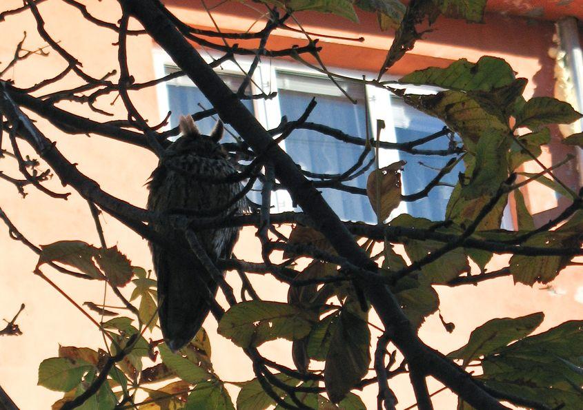 27 decembrie 2015. În castanul cel mai apropiat de farmacia veche. Copacul nu s-a desfrunzit complet.