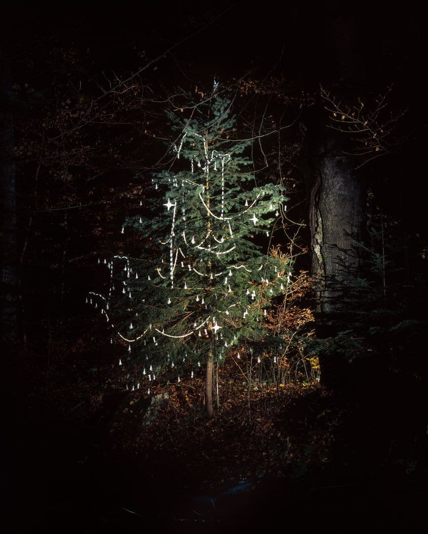 Bradul copilăriei lui Ștefan Câlția. Foto: Florin Ghenade