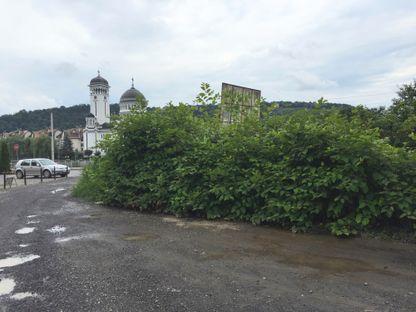 Iulişca invadatoarea