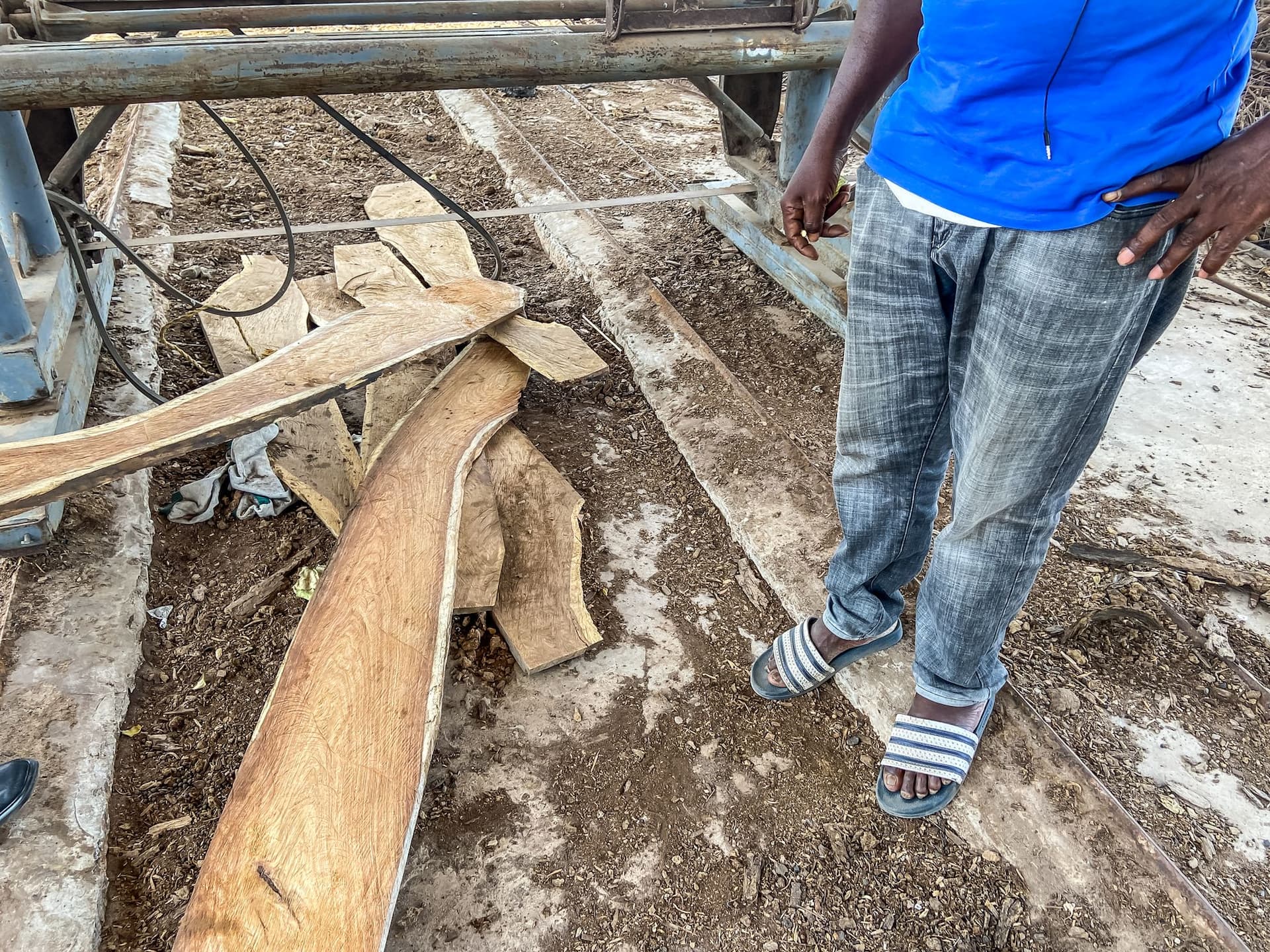 Lamin îmi arată lemul de palisandru care poate fi exportat. Foto: Andrei Popoviciu