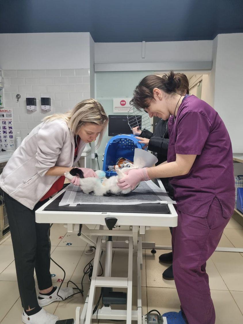 Foto: Charlie's Clinic Vet