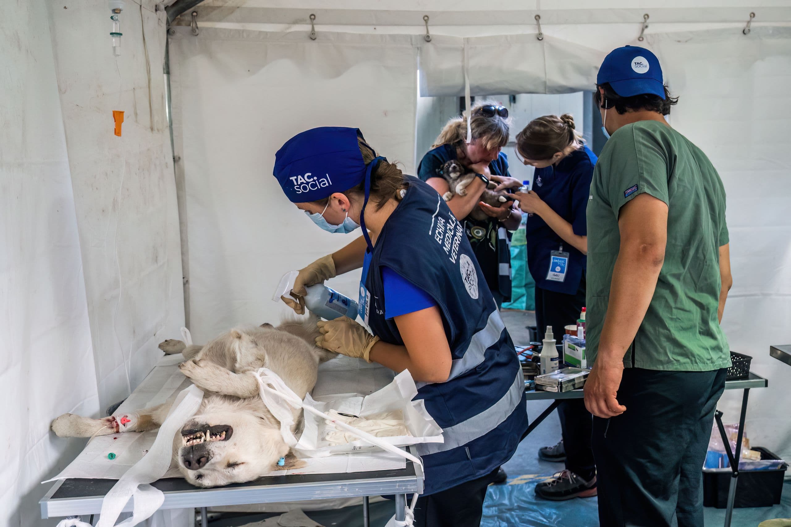 Sală de operație în cadrul acțiunii Linda Pata Rât, sterilizare de masă a câinilor comunitari. Foto: Loránd Vakarcs