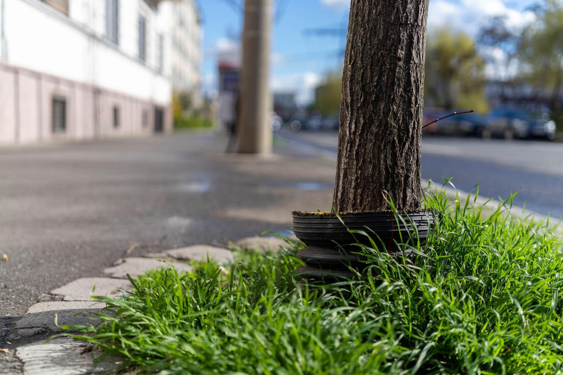 Inele de plastic la rădăcina copacilor. Foto: Raul Ștef