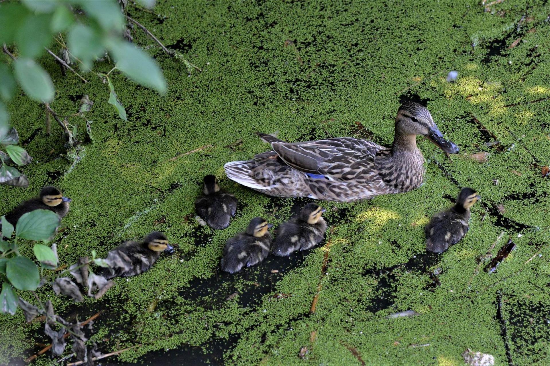 Parcul Sticlăriei din Sector 2, București. Foto Lucian Muntean