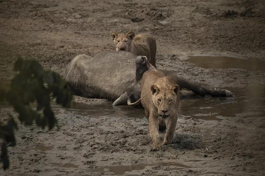 Foto: Andrei Mihalca