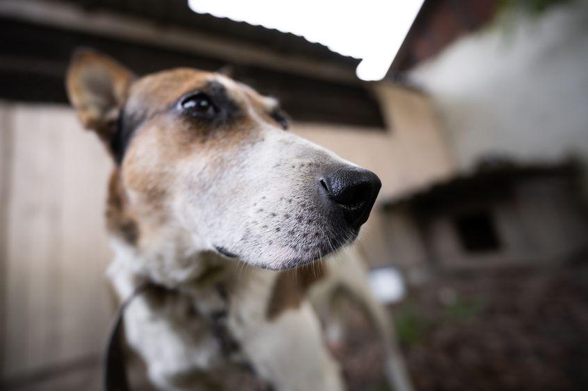 Câinii în lanț sfârșesc de multe ori înfometați și însetați. Foto: ID 307308630 ©
Oleh Tsyb | Dreamstime.com