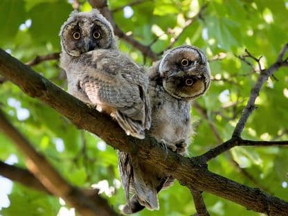 Bufnițe prinse în flagrant