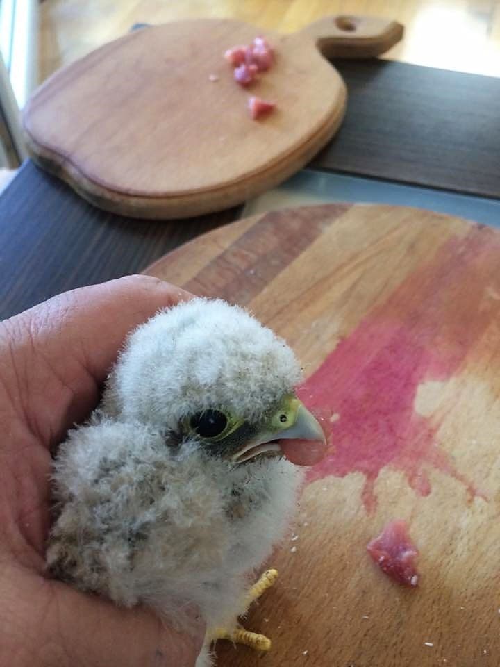 Foto: Arhiva personală a Laviniei Bălulescu