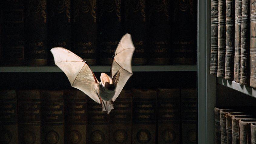 © Christian Baumeister, Light & Shadow GmbH