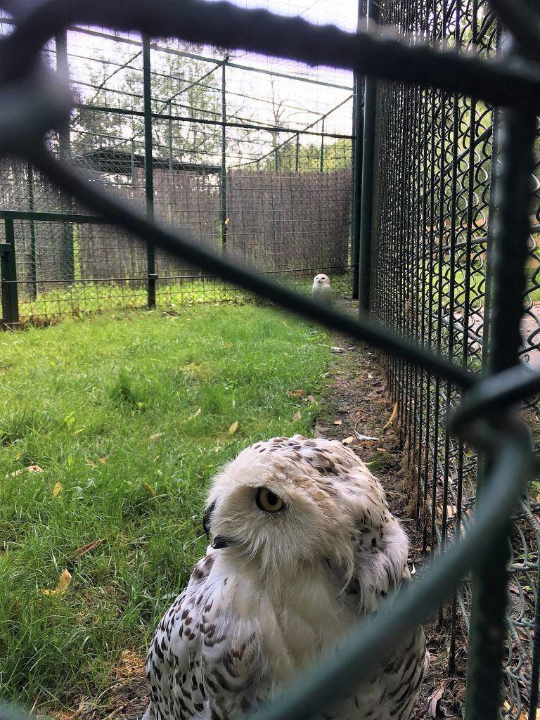 Femelă de bufniță polară la Zoo Sibiu. Foto: Liviu Todescu