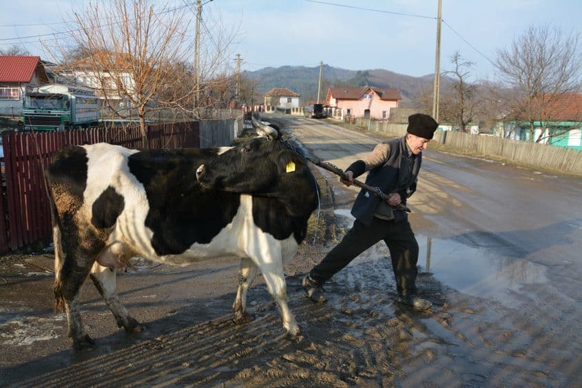 Floarea e o vacă Holstein nu prea bine hrănită. Dacă stăpânul și-ar permite să-i dea zilnic porție de tărâțe, nu doar fân, ar da mai mult de 10 litri de lapte. „Vaca îți dă atât cât îi dai. Dar mie îmi ajunge și atât. Ba îmi mai rămâne, mai dau și la vecini. Acum, că umblă la taur, a devenit cam obraznică și trebuie să fiu un pic mai dur cu ea. Dar în rest e o pisică, nu altceva. Animalul e după om”, zice moș Micu.