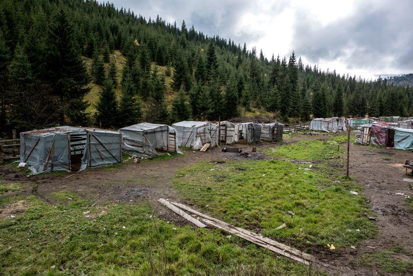 Tabără părăsită de culegătorii de ciuperci.