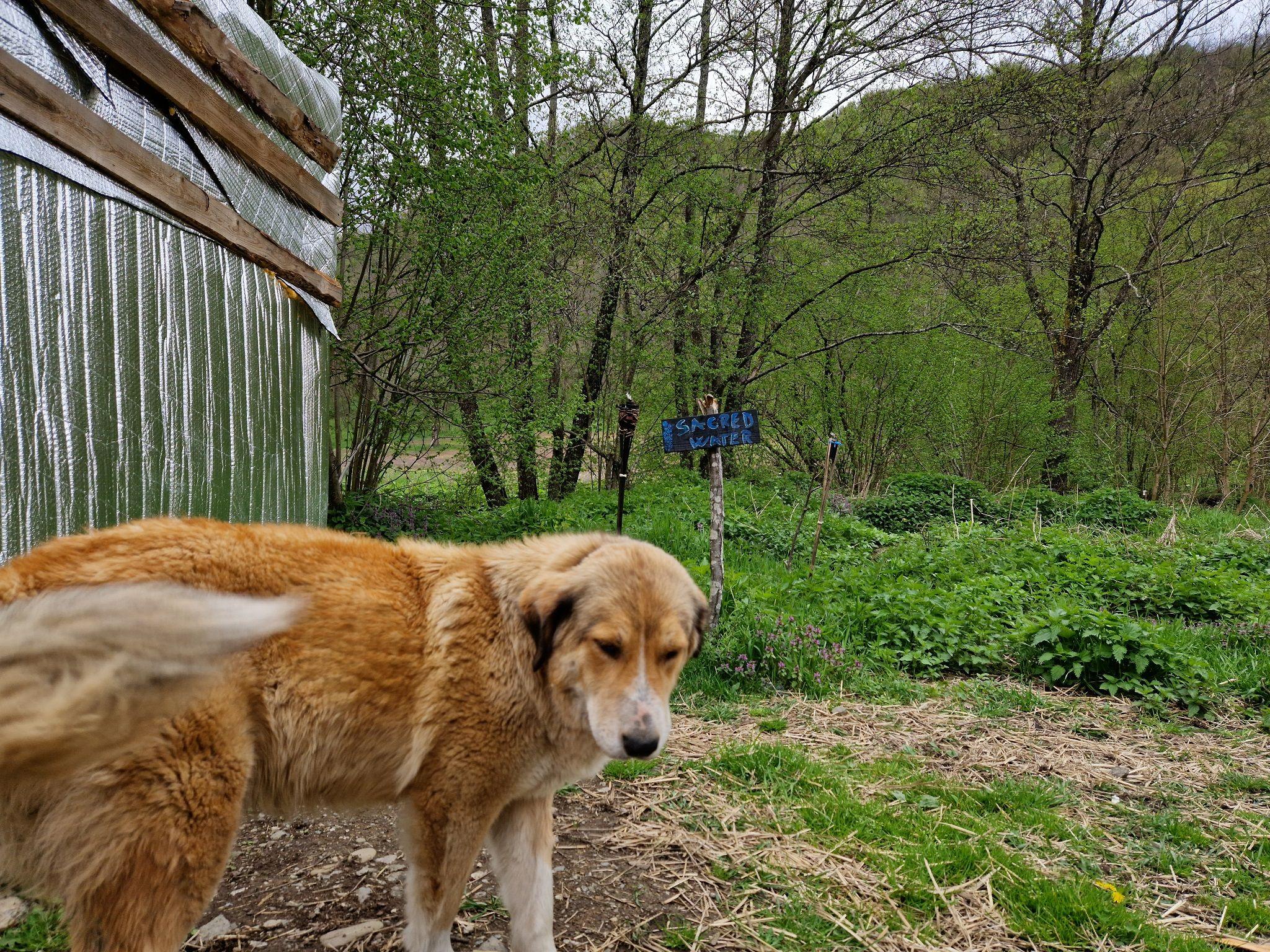 Ferma e păzită de două cățelușe foarte prietenoase. Foto: Răzvan Filip