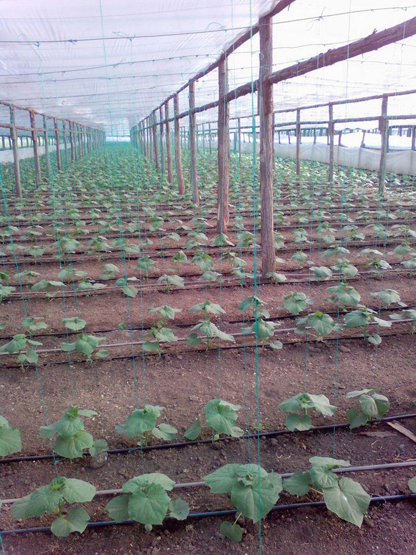 Zeci de mii de plante trebuie îngrijite una câte una. Dacă nu găsești la timp mână de lucru, trece vara doar până legi castravetii pe sfoară.