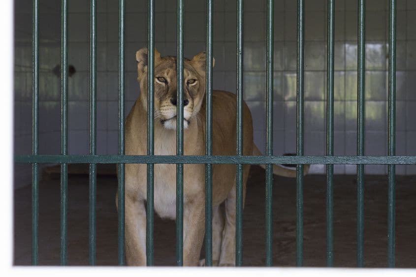 Leoaică la Grădina Zoologică din Galați. Foto: Ovidiu Iordachi / Inquam Photos
