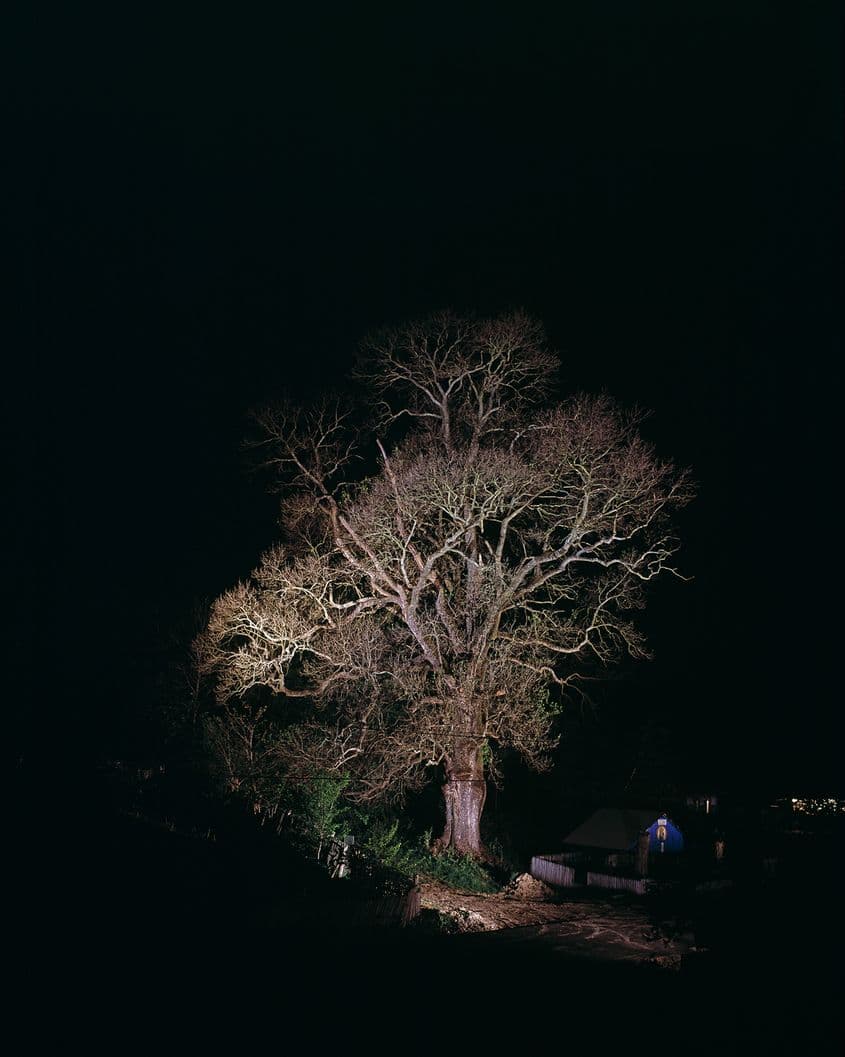 Frasinul din satul Fumureni (comuna Lungești, județul Vâlcea) are peste 600 de ani. Este rămas, se spune, din vechii codri ai Mamului. Pe lângă el ar fi trebuit să fie construită Mănăstirea Mamu, ctitorie a lui Constantin Brâncoveanu. Aceasta a fost ridicată, până la urmă, tot în comuna Lungești, dar în satul Stănești.