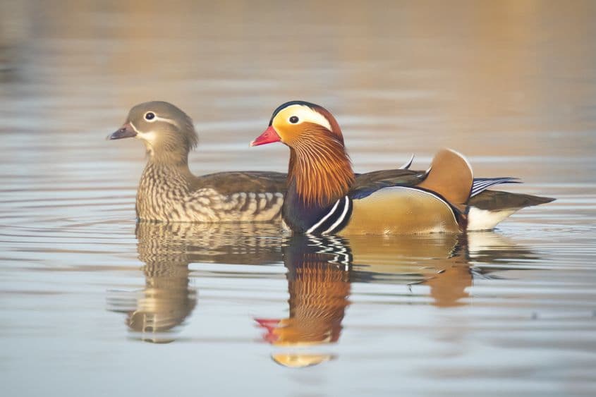 Pereche de rațe mandarin. Femela are culori mai discrete decât masculul. Foto: Dreamstime/Sander Meertins