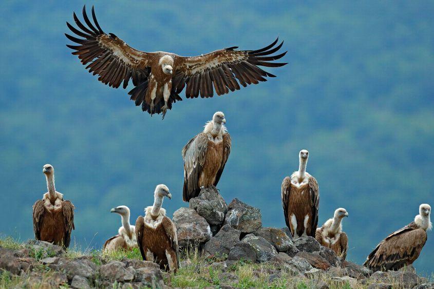 Vulturi suri în Bulgaria, în habitatul lor. Foto: Dreamstime / Ondřej Prosický