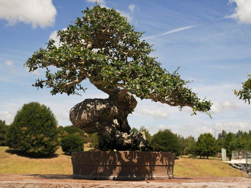 Bonsai în stil Bakan (trunchi răsucit), expus la grădina botanică din Royan, Franța. Foto: Lucian Muntean