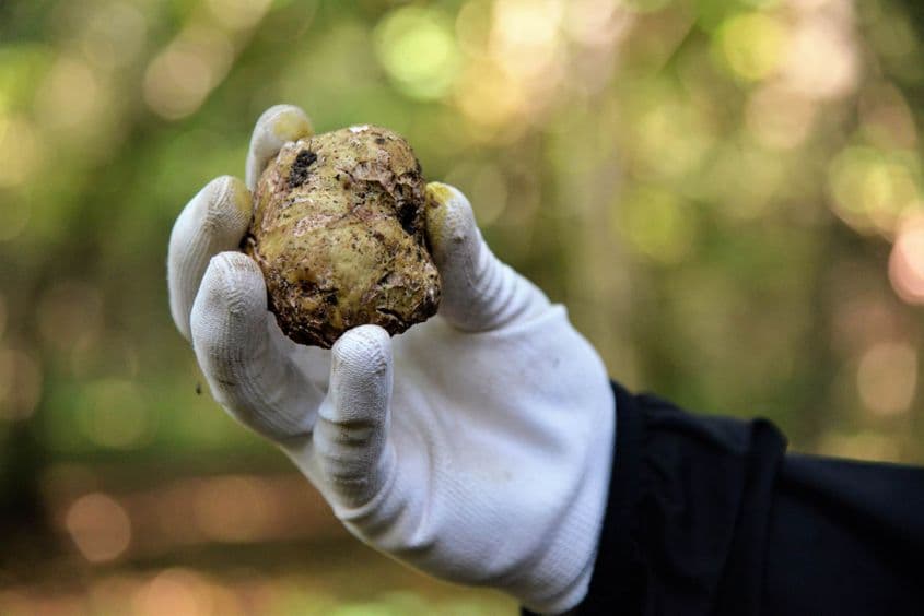 O trufă albă în mâinile unui domn cu mănuși albe nici nu mai are preț, e doar bucurie. Foto: Lucian Muntean