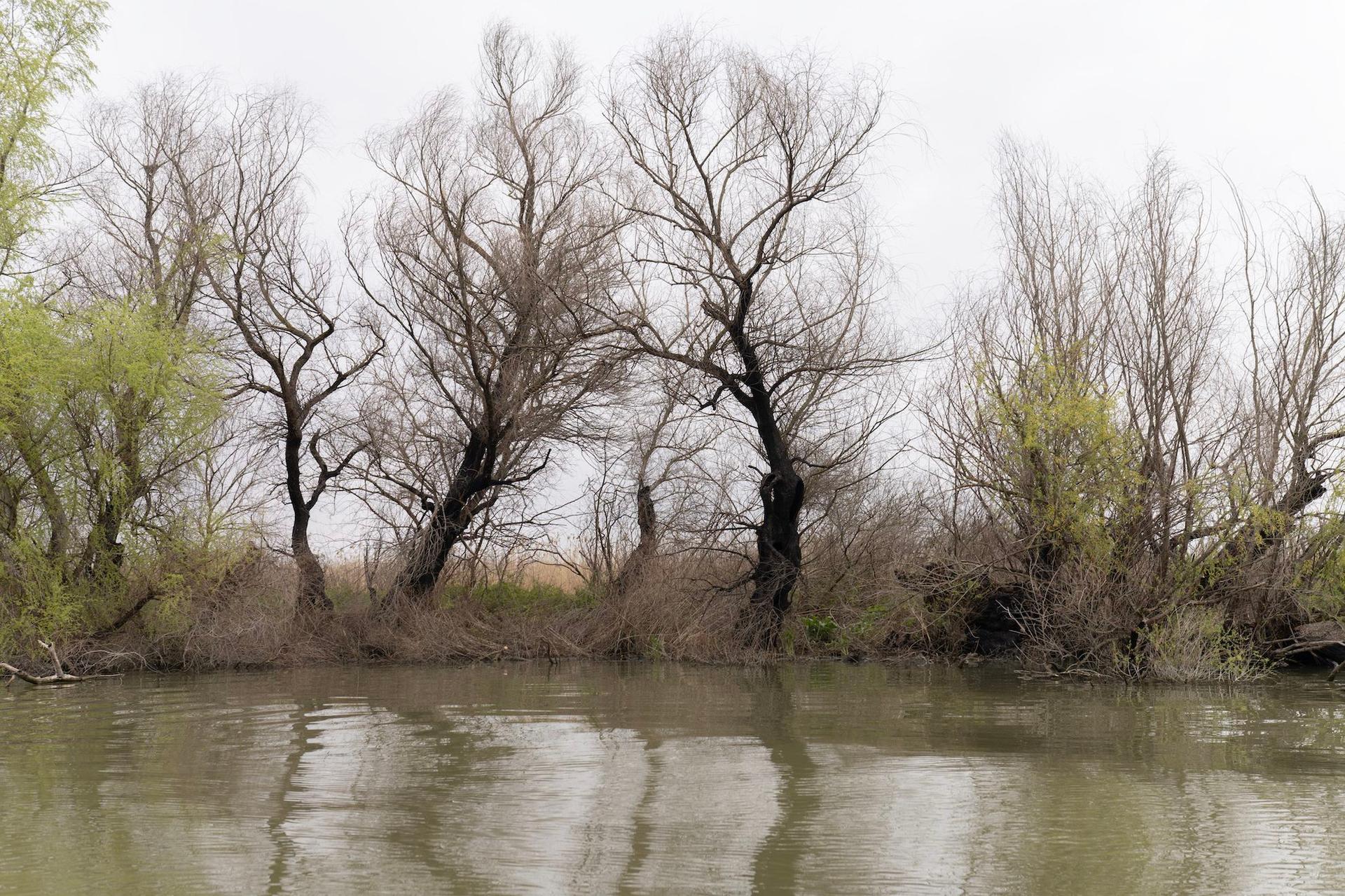 Burnt trees near Gorgova. Photo: Andreea Câmpeanu