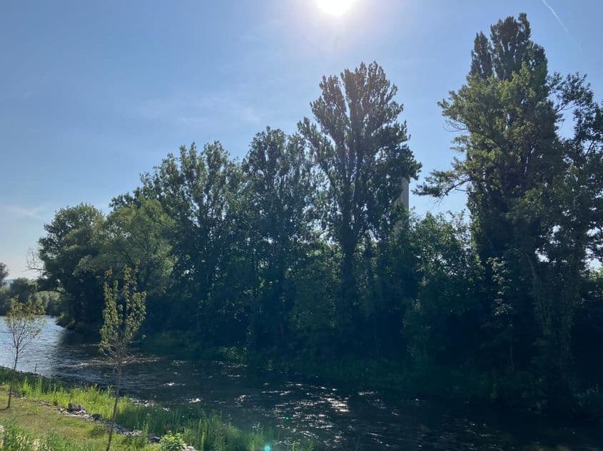 Vegetație cu copaci maturi pe albia Someșului Mic, în zona Carbochim. Foto: Bianca Felseghi