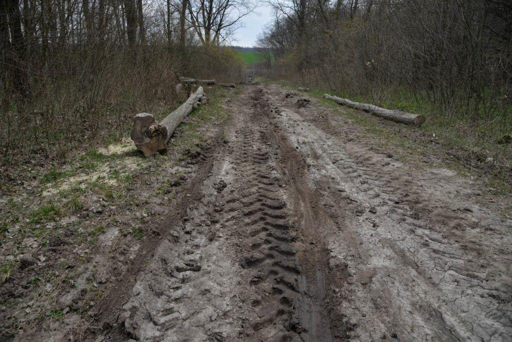 Urmele modului în care au fost târâți arborii exploatați, cu toate că normele tehnice interzic asta.