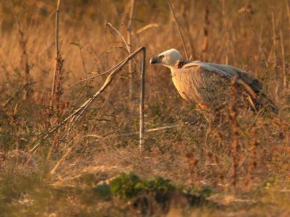 Vulturul anului în România