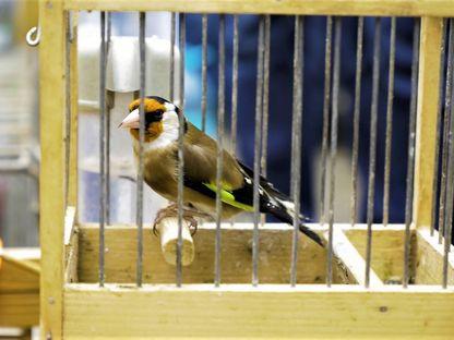 Sticletele, cântărețul favorit al braconierilor