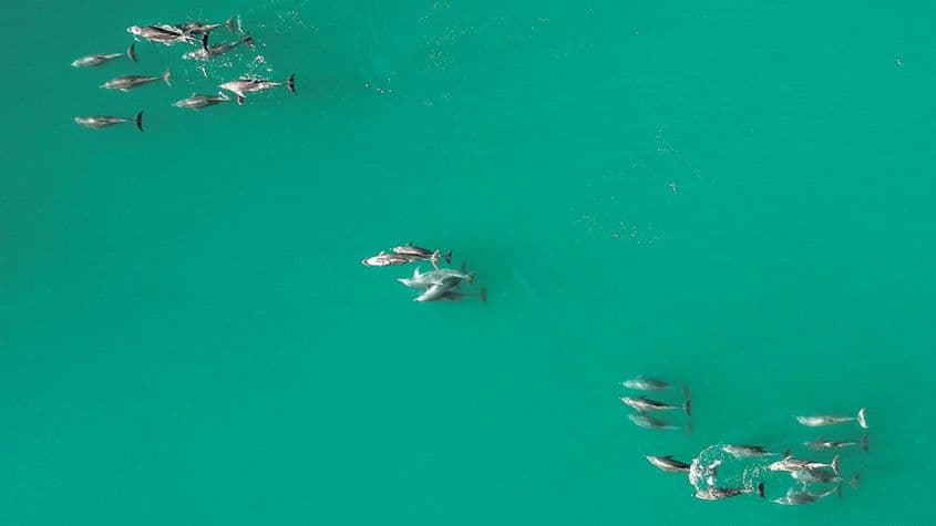 „Coalițiile sunt esențiale pentru structurile de putere la masculii de delfini din Shark Bay, Australia. Imagine: Simon Allen.”
