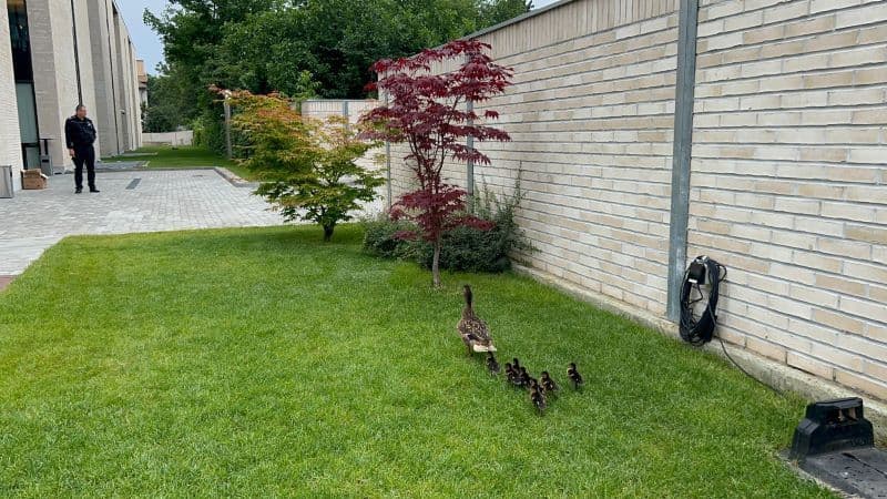 Familia de rațe în curtea băncii. Foto: Organizația pentru Protecția Mediului și Combaterea Braconajului