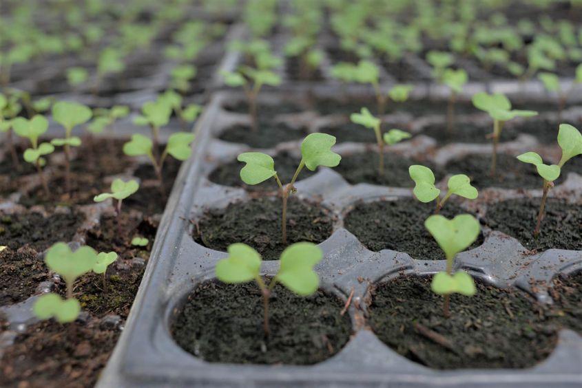 Foto: Lucian Muntean