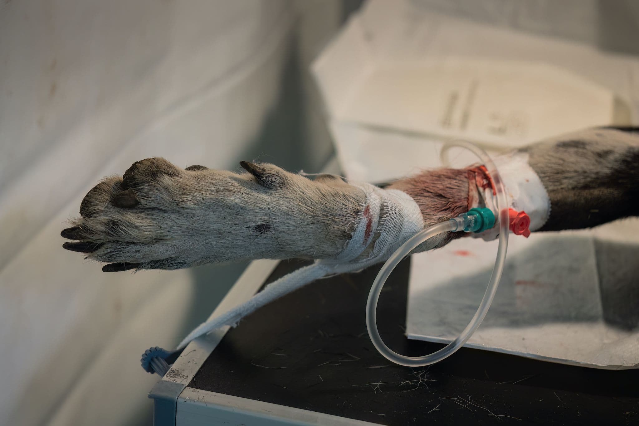 Foto: Loránd Vakarcs