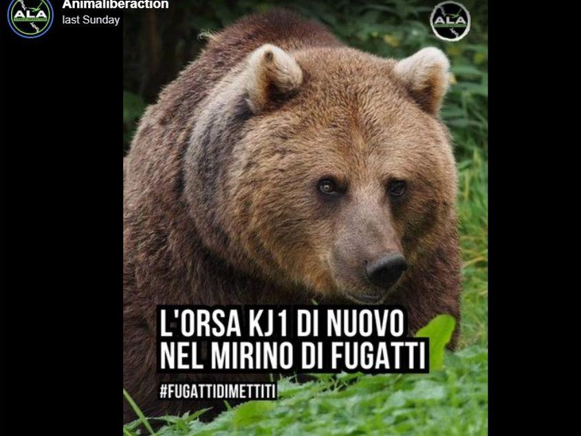 Activiștii din Italia s-au luptat pentru soarta celei mai bătrâne ursoaice din regiune.