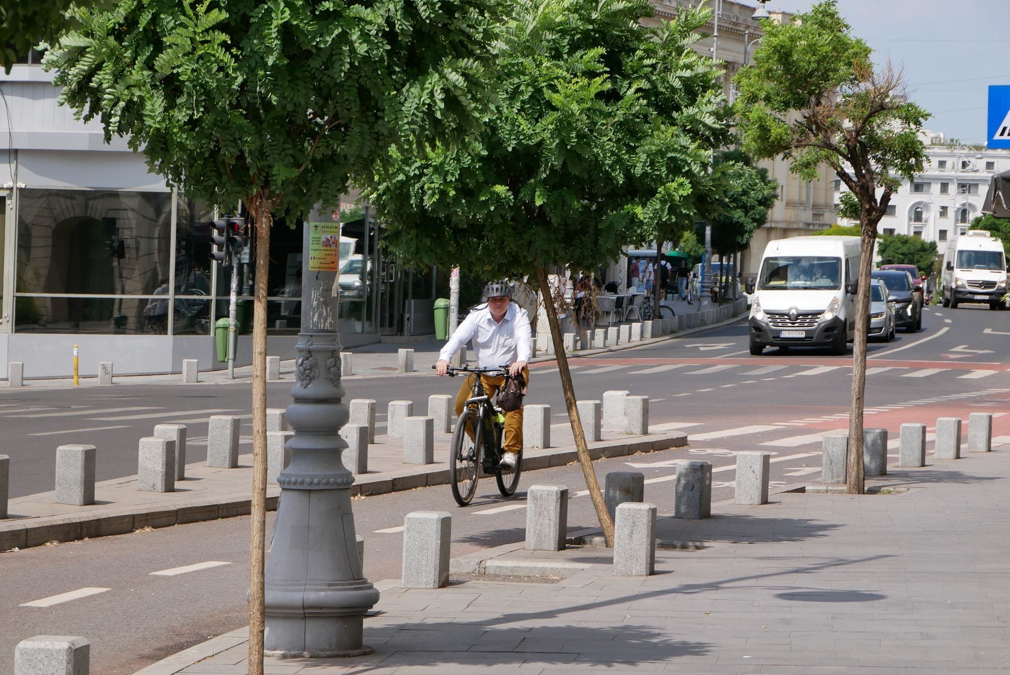 Arbore cu trunchiul înclinat, pe Calea Victoriei. Foto: Norbert Nemeș
