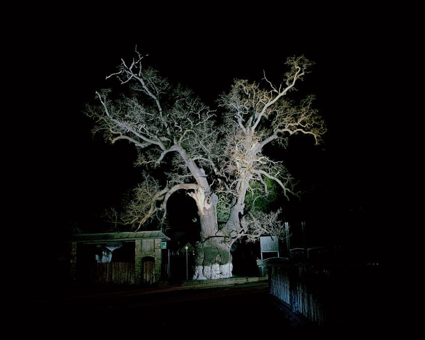 Stejarul de 900 de ani din Cajvana, județul Suceava. Fotografii: Florin Ghenade