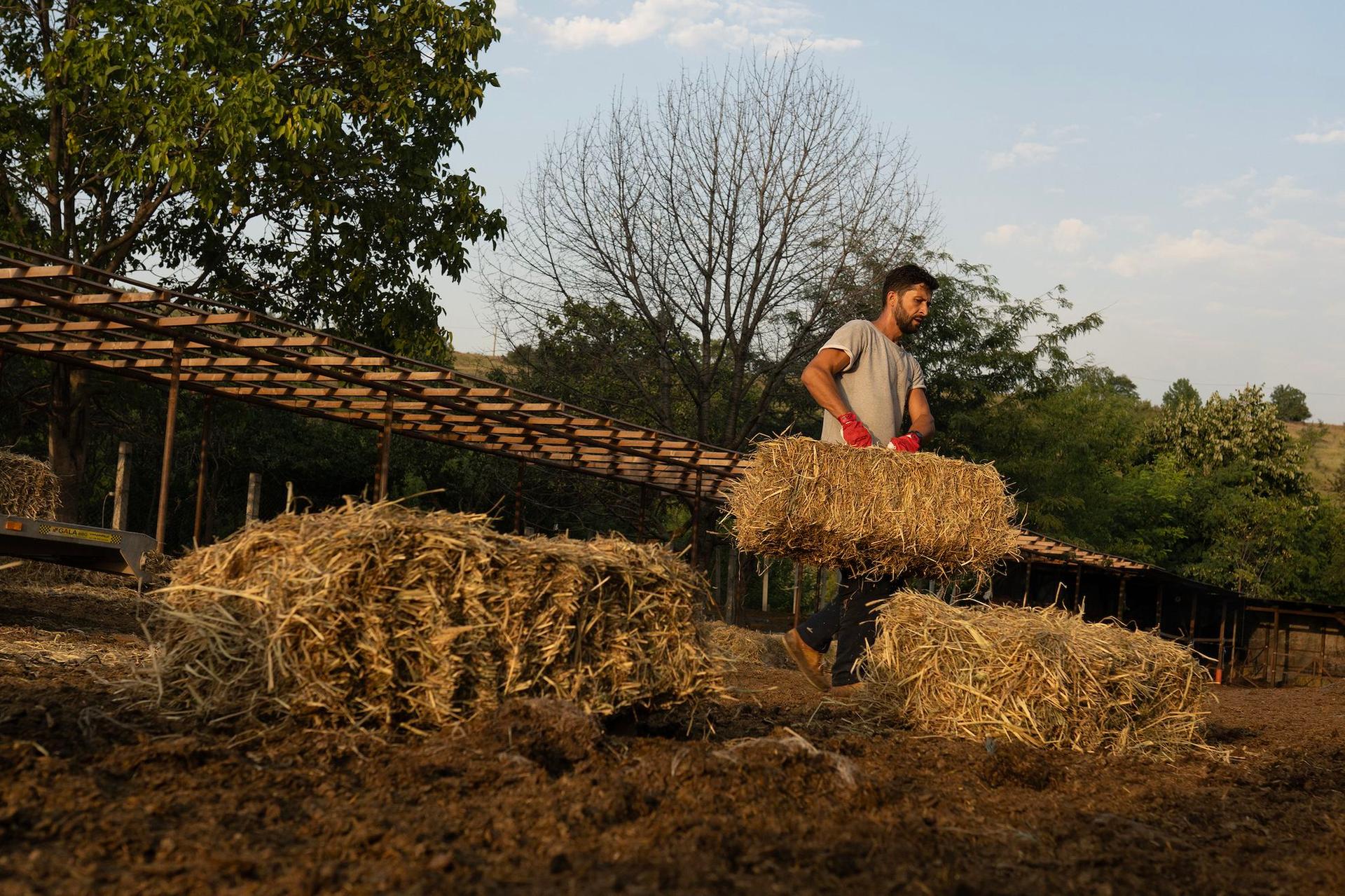 Marius Chivu, soțul Ancuței, descarcă mâncarea pentru cai. Foto: Andreea Câmpeanu