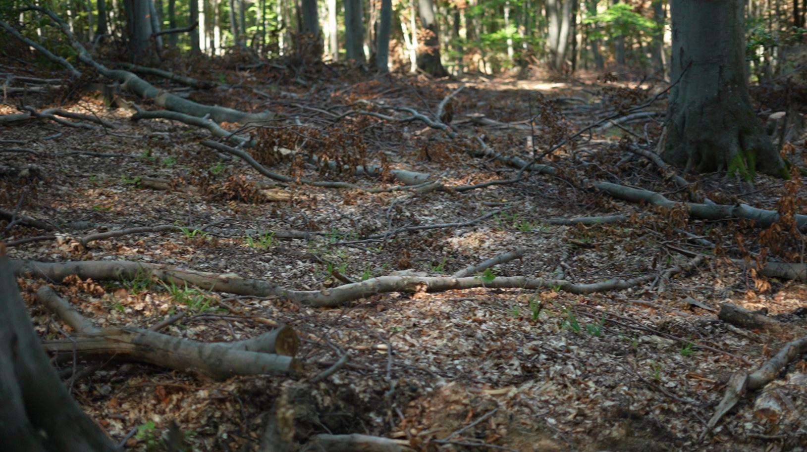 Ramuri, crengi și rădăcini care vor ajunge în râul din apropiere și vor devia cursul apei, producând alte inundații. Foto: Johan A. Virt, gospodari.com