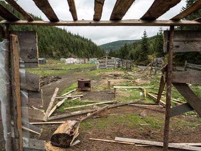 Patru motive pentru care ne întâlnim tot mai des cu ursul