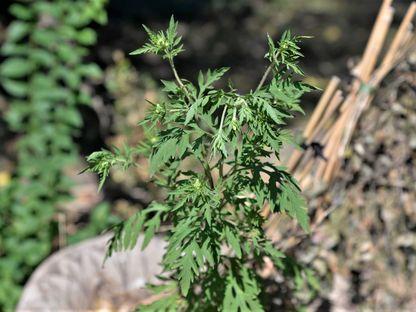 Jurnal de alergic: am încercat să scap de ambrozia din cartier și am eșuat lamentabil