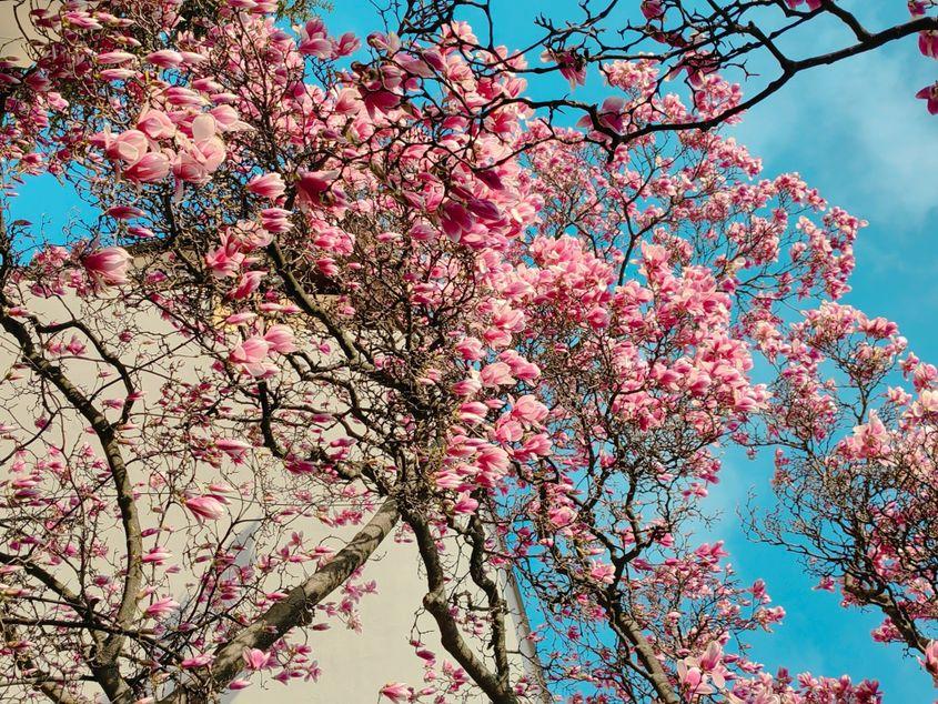 Harta Magnoliilor din București cuprinde aproape 1.200 de pinuri cu locații. Foto: Diana Robu