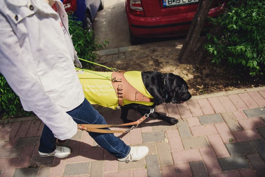 Câinii-ghid poartă un ham special care îi face ușor de recunoscut. Dacă vedeți câini cu un astfel de ham, nu îi mângâiați – pentru a nu-i distrage de la muncă – și acordați-le prioritate. Legea le garantează accesul în spațiile publice. Foto: Ioana Epure