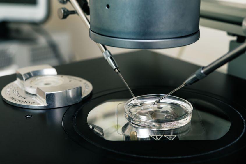 Procesul de fertilizare in vitro (FIV) presupune patru etape: stimularea ovariană, puncția, FIV-ul propriu-zis și embriotransferul. Foto © Olena Pavlovich | Dreamstime.com