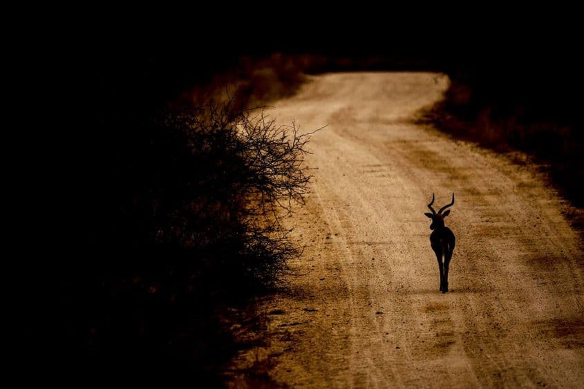 Foto: Andrei Daniel Mihalca